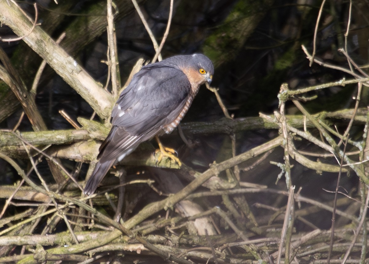 Eurasian Sparrowhawk - Nathaniel Dargue