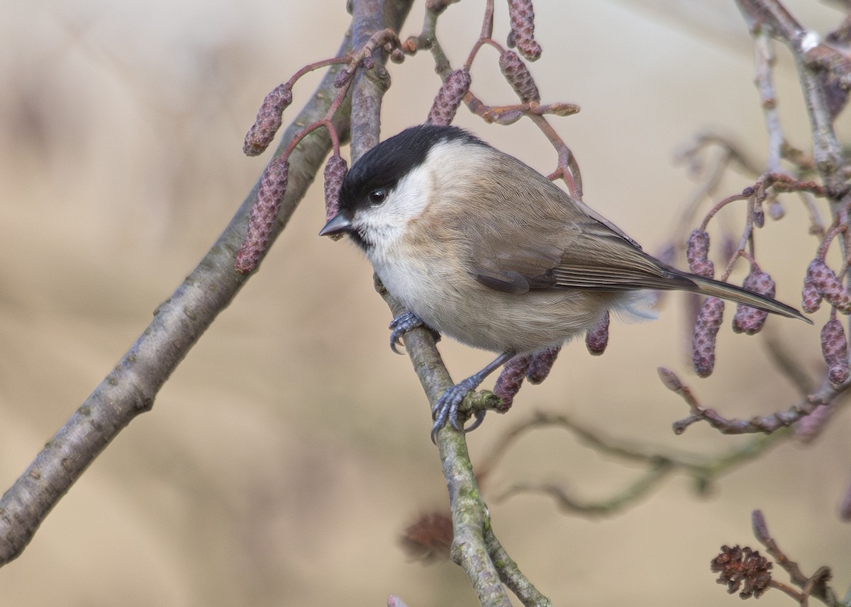 Marsh Tit - ML620734473