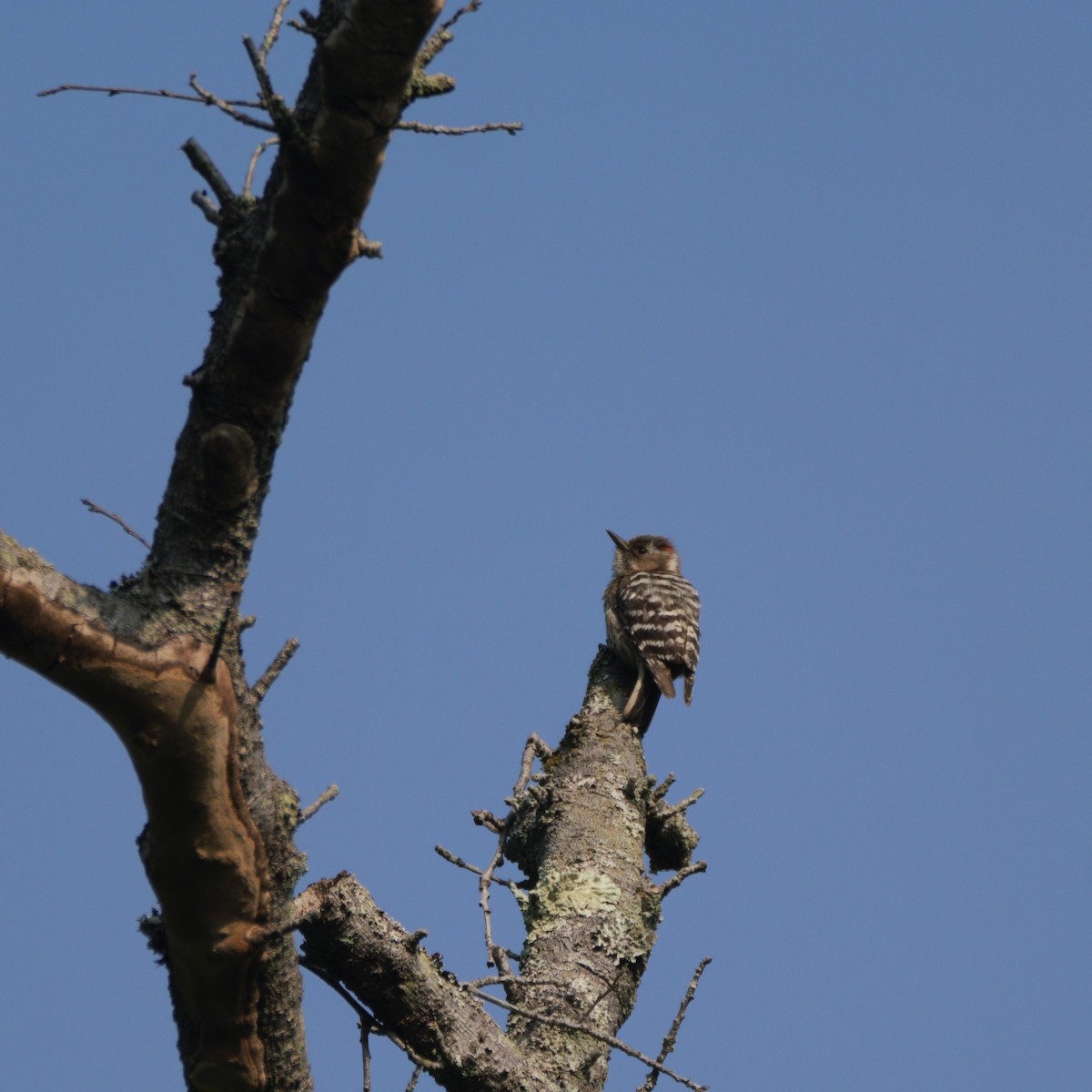 Japanese Pygmy Woodpecker - ML620734475