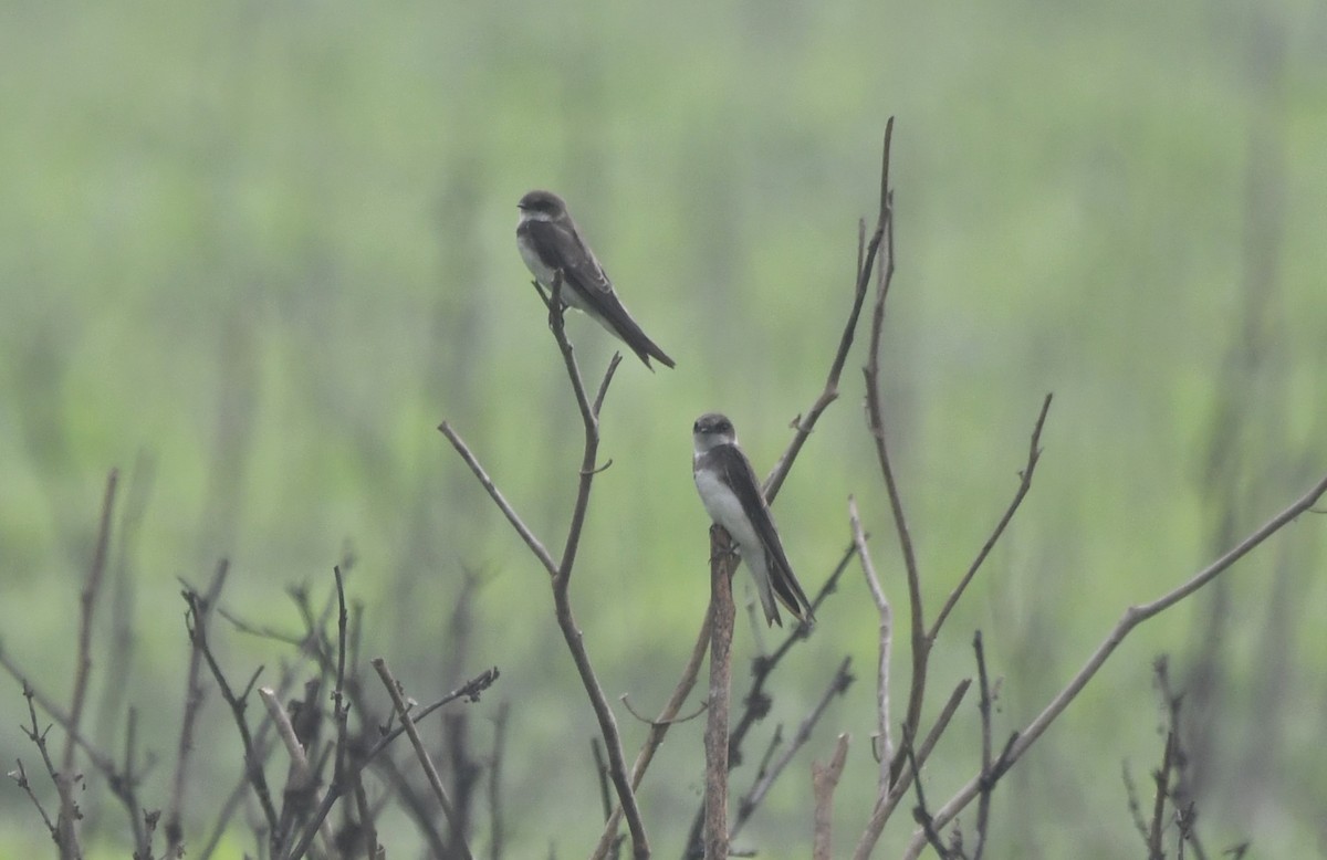 Gray-throated Martin - ML620734476