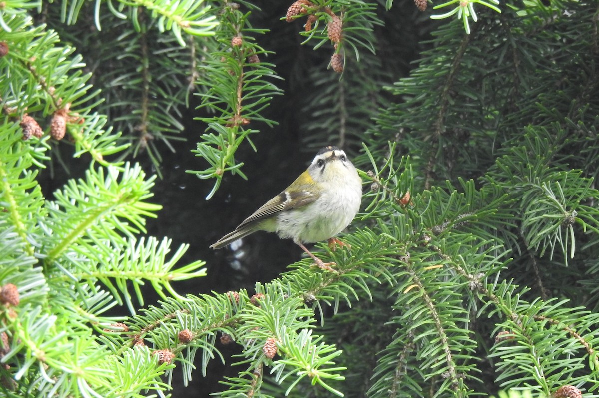 Common Firecrest - ML620734477