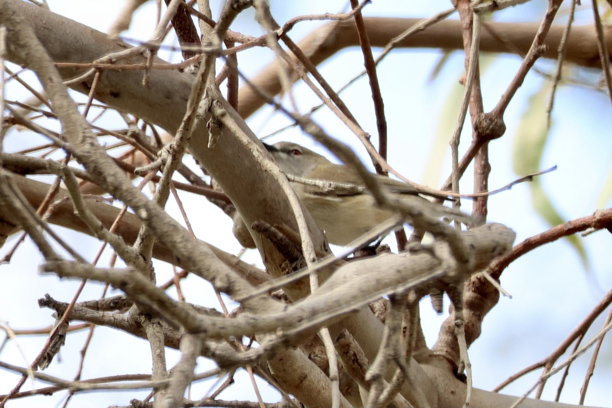 Western Gerygone - ML620734482