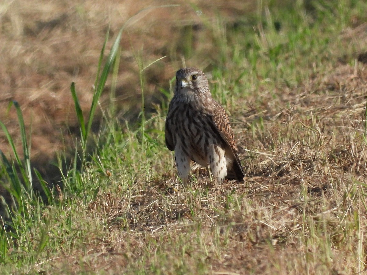 Eurasian Kestrel - ML620734484