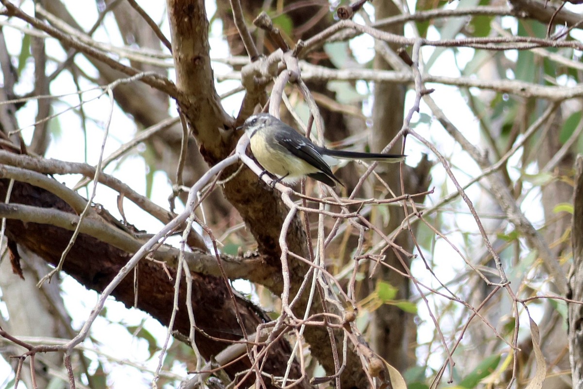 Gray Fantail - Terry O’Connor