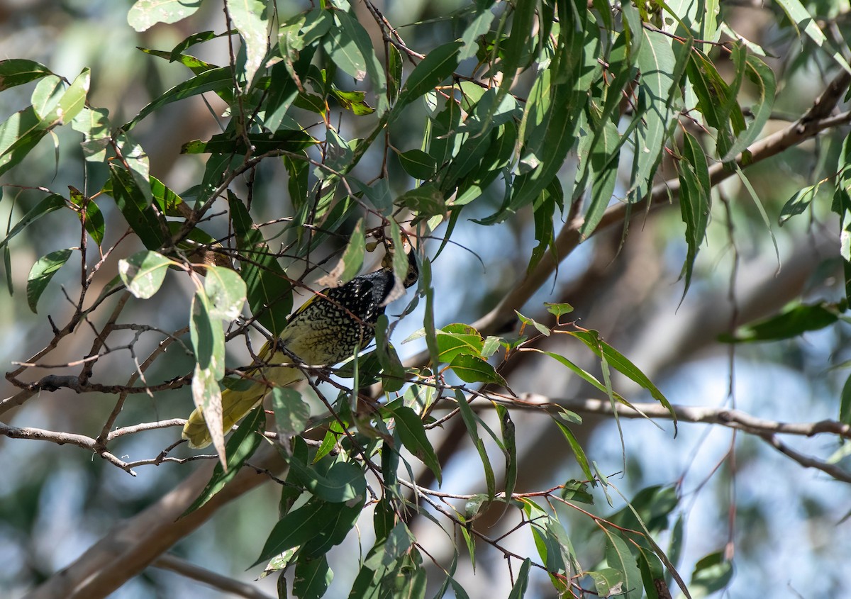 Regent Honeyeater - ML620734495