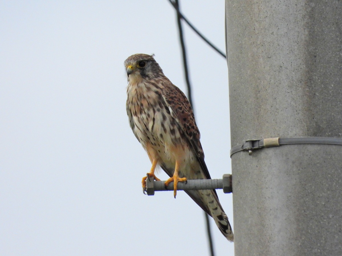 Eurasian Kestrel - ML620734499