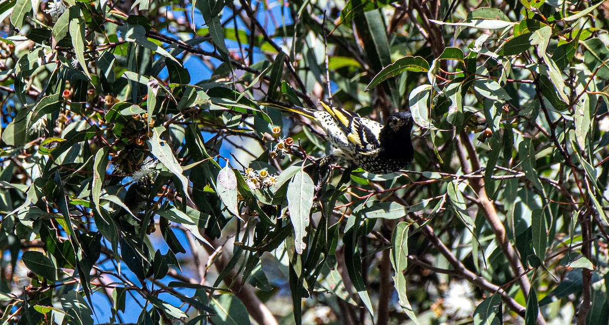 Regent Honeyeater - ML620734501