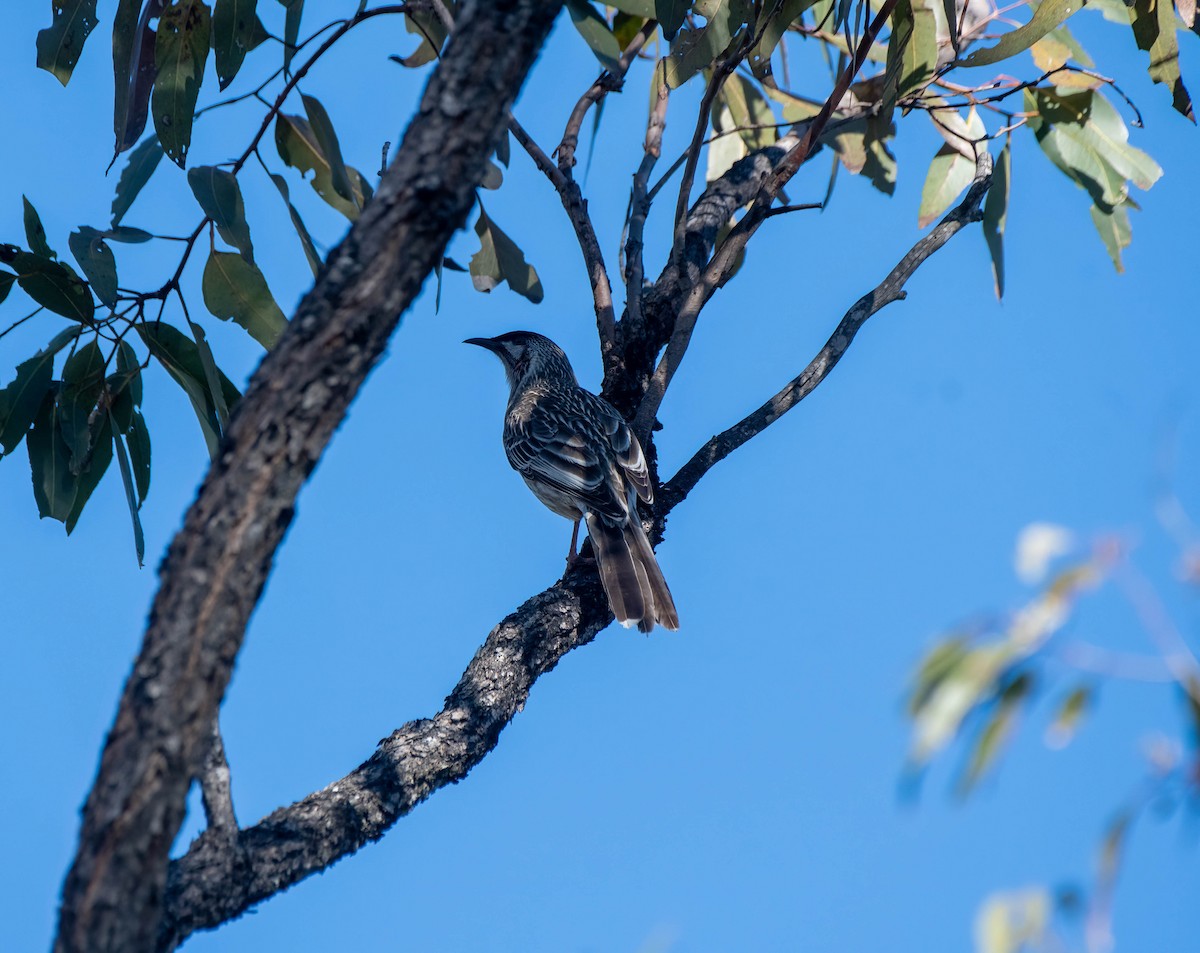 Red Wattlebird - ML620734502