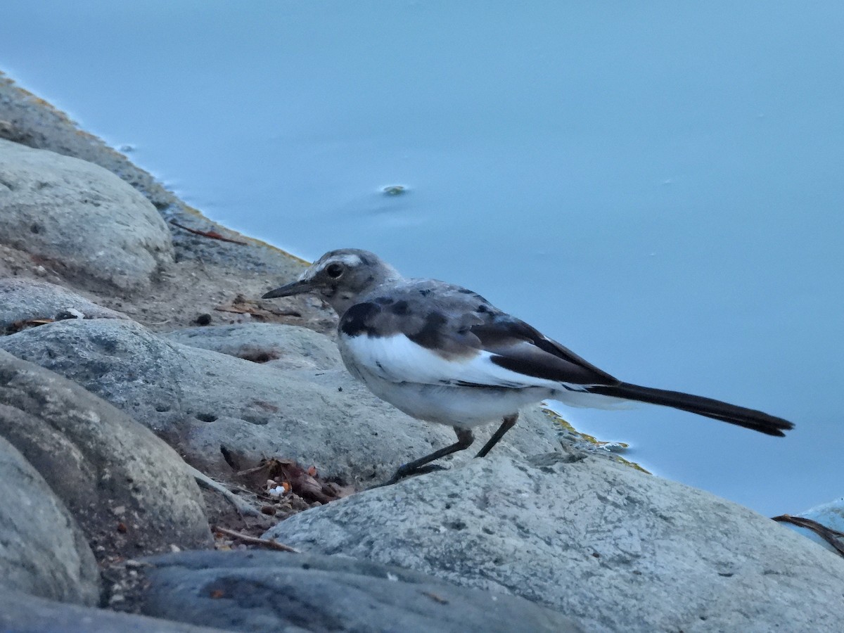 Japanese Wagtail - ML620734507