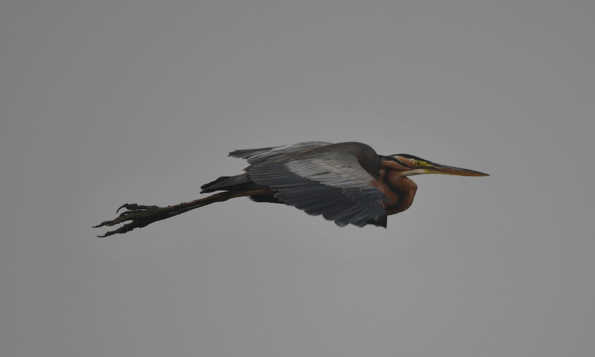 Purple Heron - ML620734508