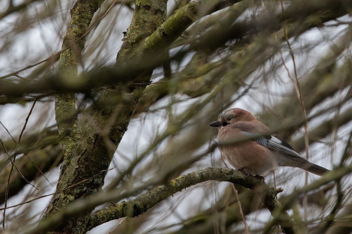 Eurasian Jay - ML620734509