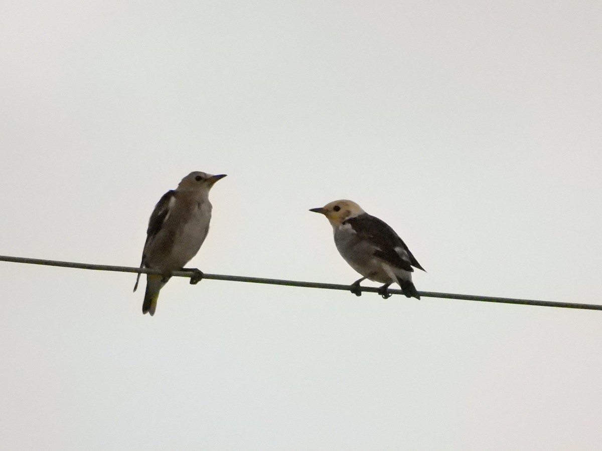 Chestnut-cheeked Starling - ML620734510