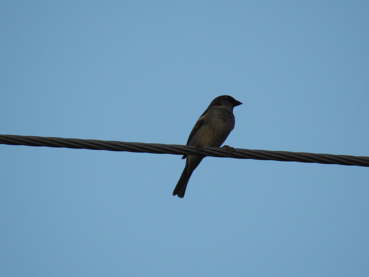 House Sparrow - ML620734517