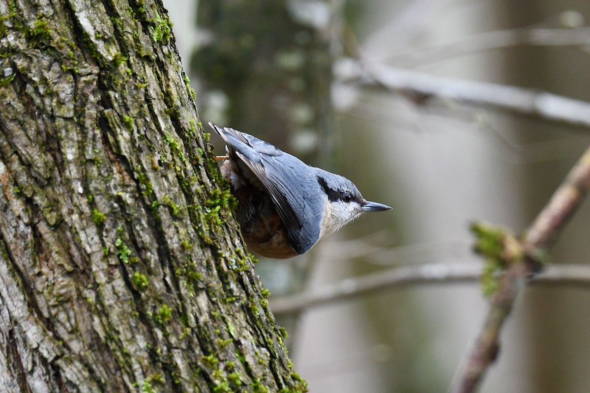 Eurasian Nuthatch - ML620734518