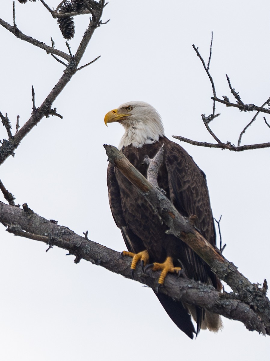 Bald Eagle - ML620734522