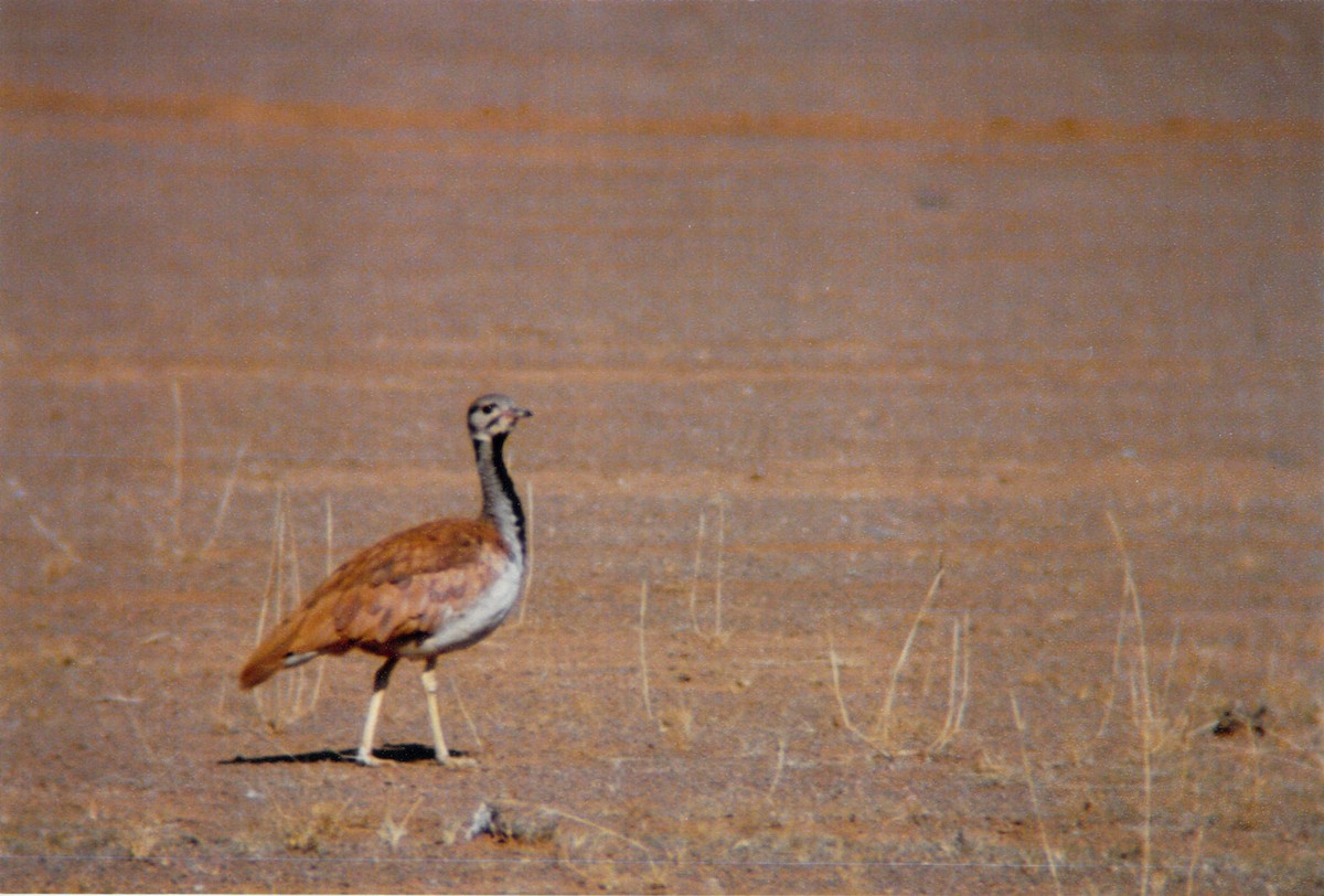 Rüppell's Bustard - ML620734523