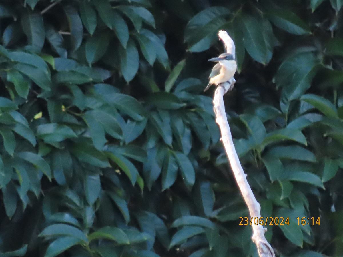 Sacred Kingfisher (Australasian) - ML620734524