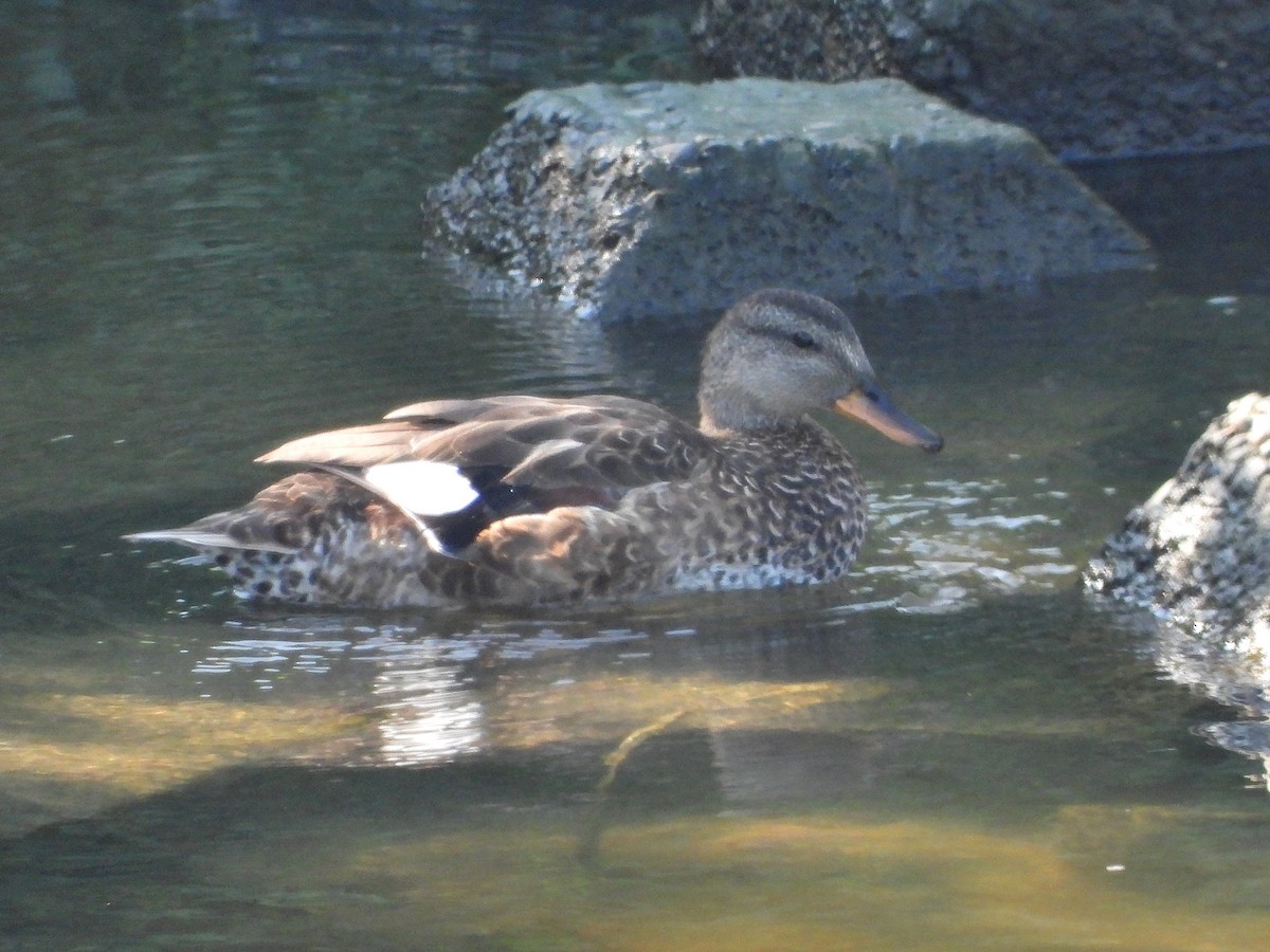 Gadwall - ML620734526