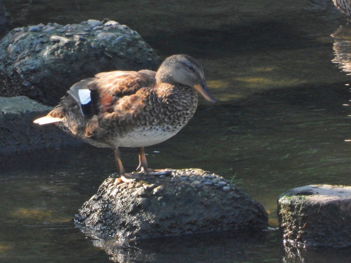 Gadwall - ML620734528