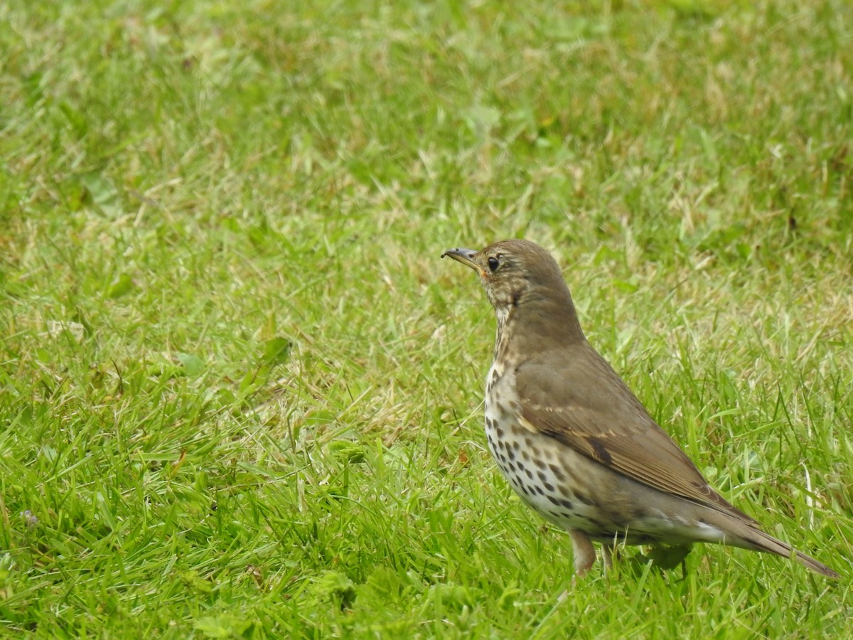 Song Thrush - ML620734529