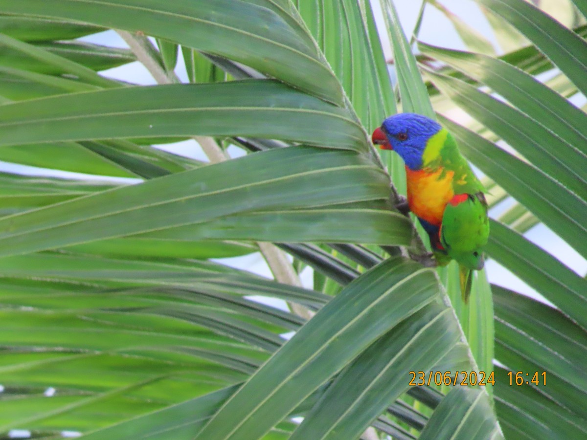 Rainbow Lorikeet - ML620734530