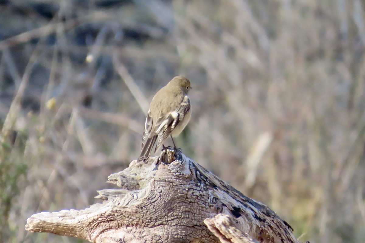 Flame Robin - ML620734532