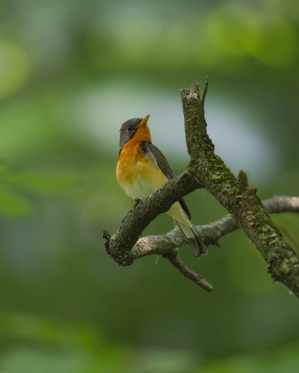 Kashmir Flycatcher - ML620734533