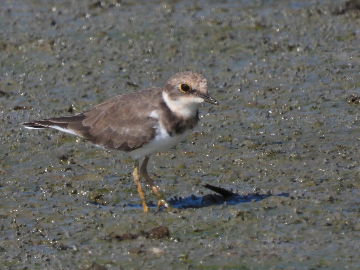 Little Ringed Plover - ML620734534