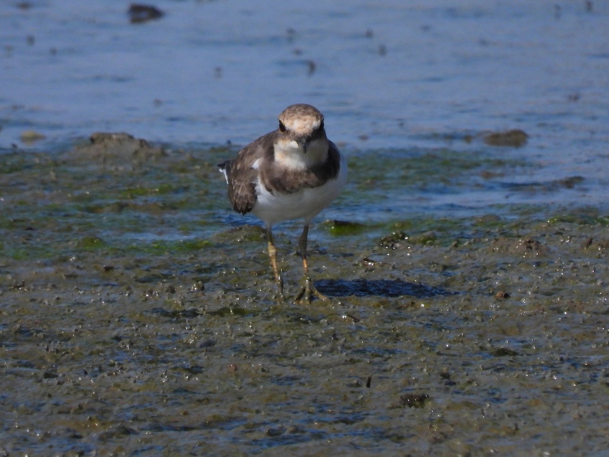 Little Ringed Plover - ML620734535