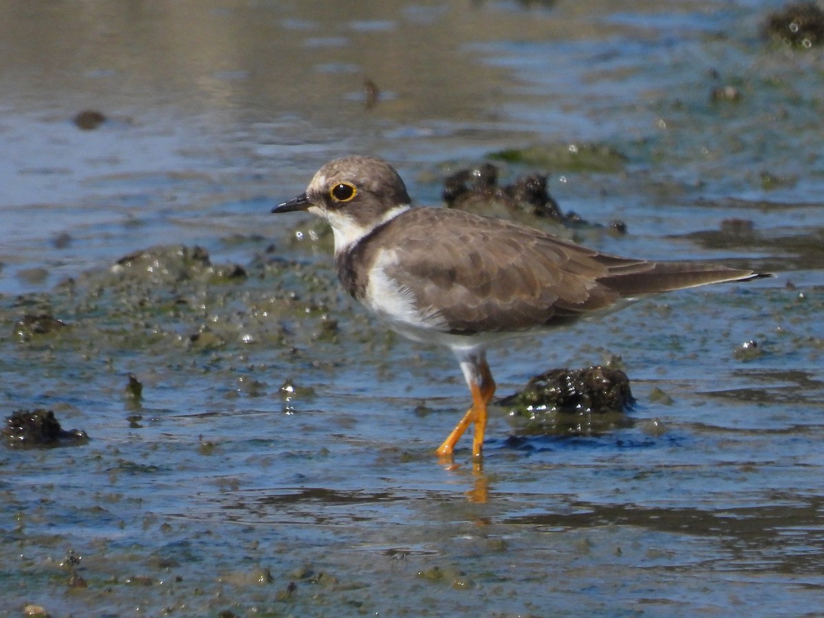 Little Ringed Plover - ML620734537