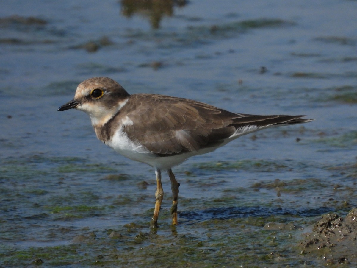 Little Ringed Plover - ML620734538