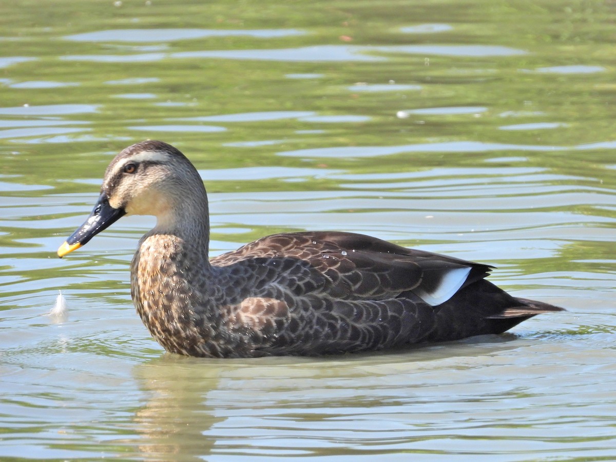 Eastern Spot-billed Duck - ML620734541