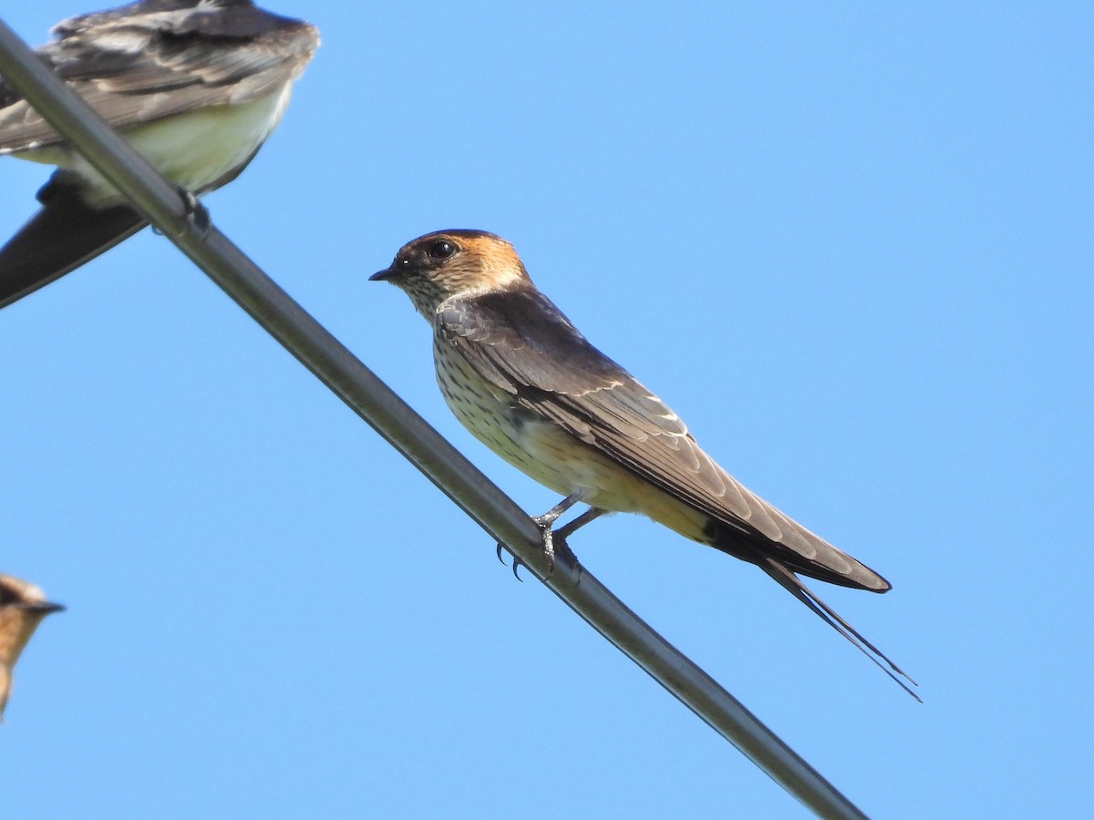 Red-rumped Swallow - ML620734542