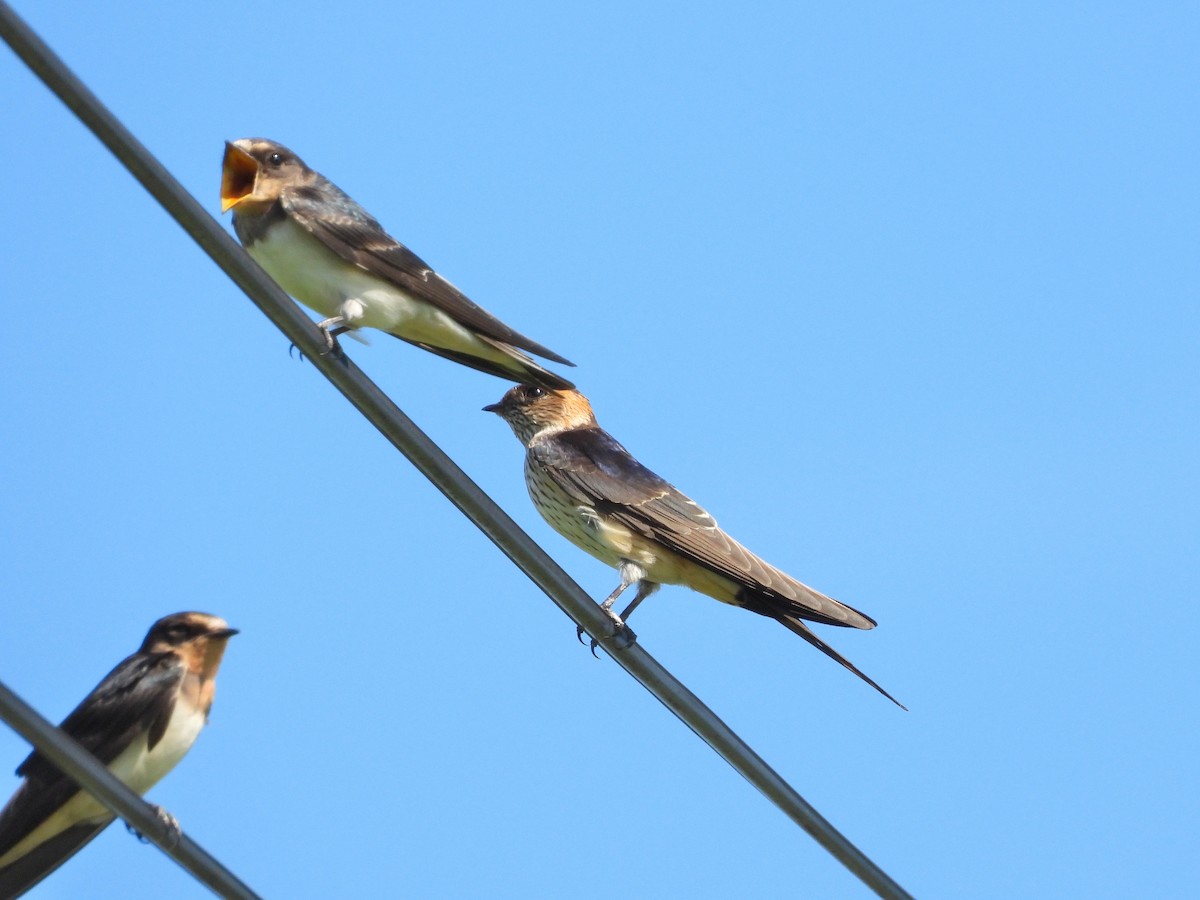 Red-rumped Swallow - ML620734543