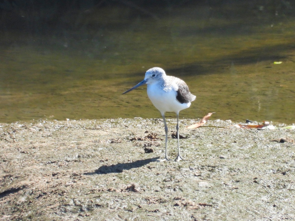 Common Greenshank - ML620734544