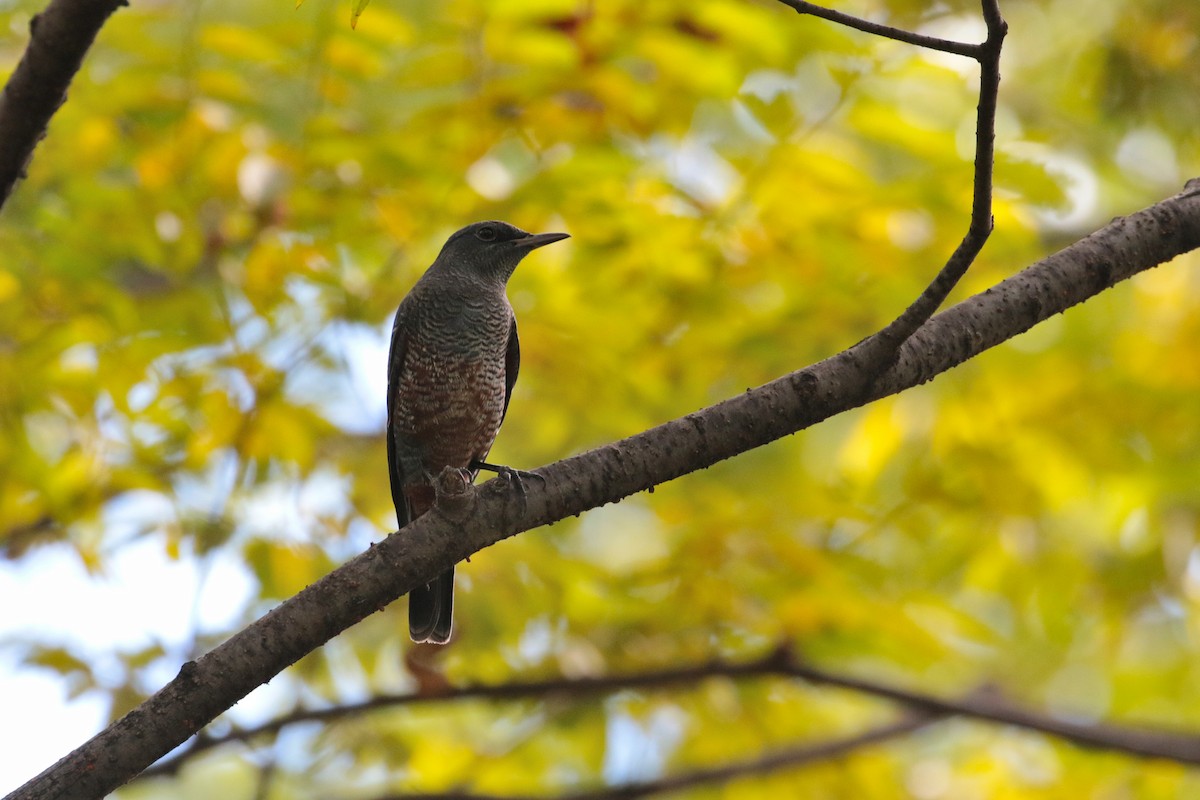 Blue Rock-Thrush - ML620734550