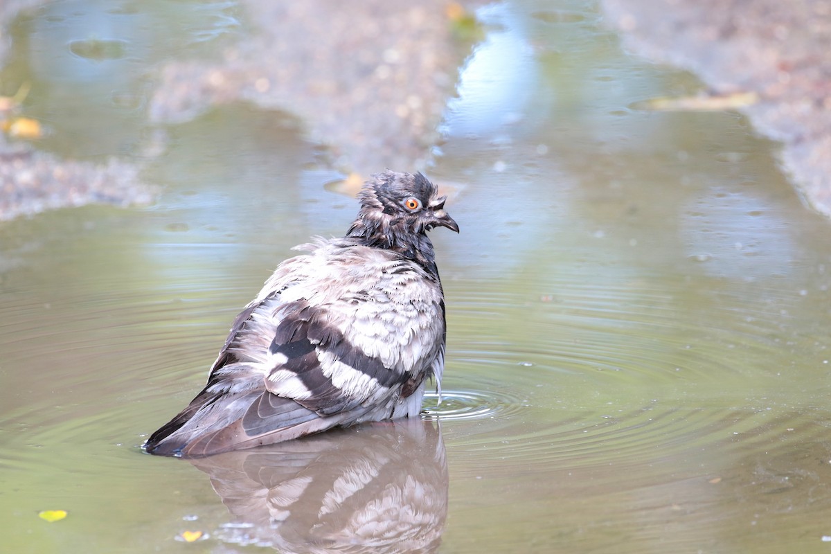 Rock Pigeon (Feral Pigeon) - ML620734552