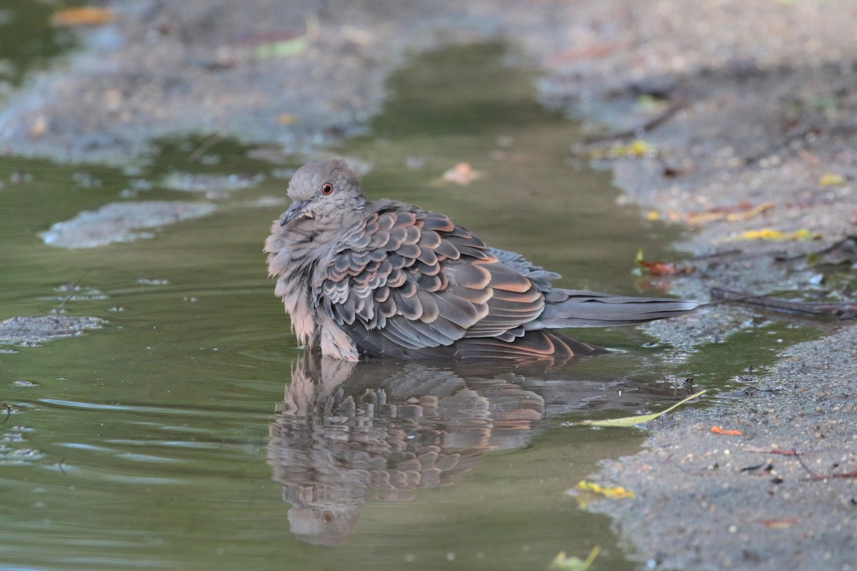 Oriental Turtle-Dove - ML620734553