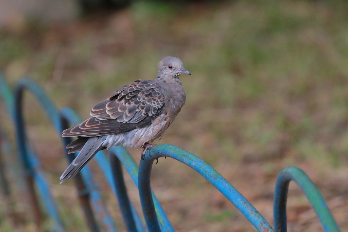 Oriental Turtle-Dove - ML620734554