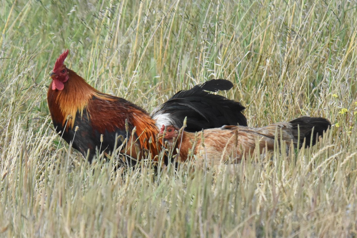 Red Junglefowl (Domestic type) - ML620734556