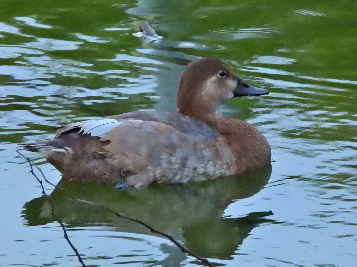 Common Pochard - ML620734558