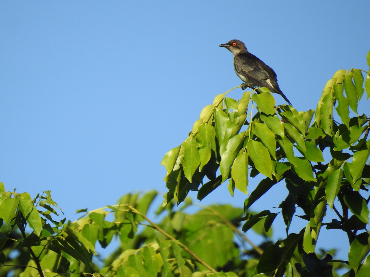 Metallic Starling - ML620734559