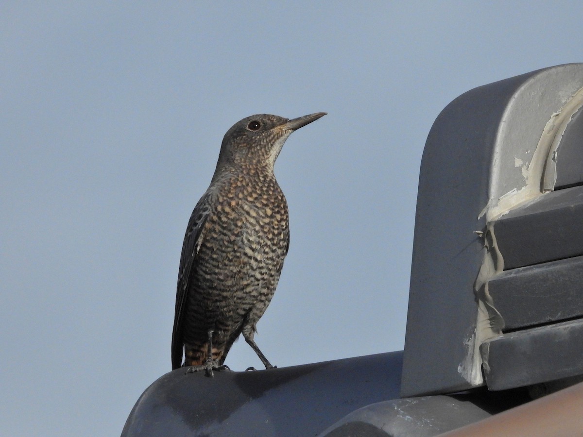 Blue Rock-Thrush - ML620734560