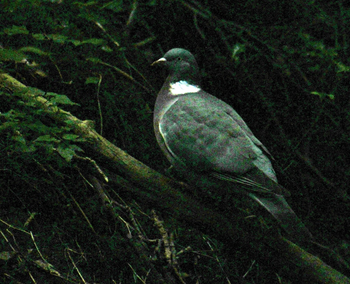 Pigeon ramier (groupe palumbus) - ML620734561