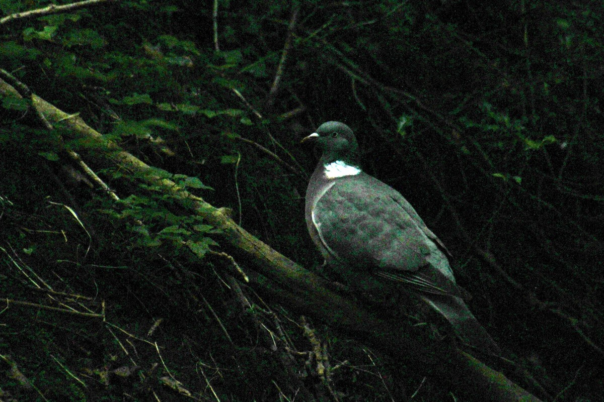 Common Wood-Pigeon (White-necked) - ML620734562