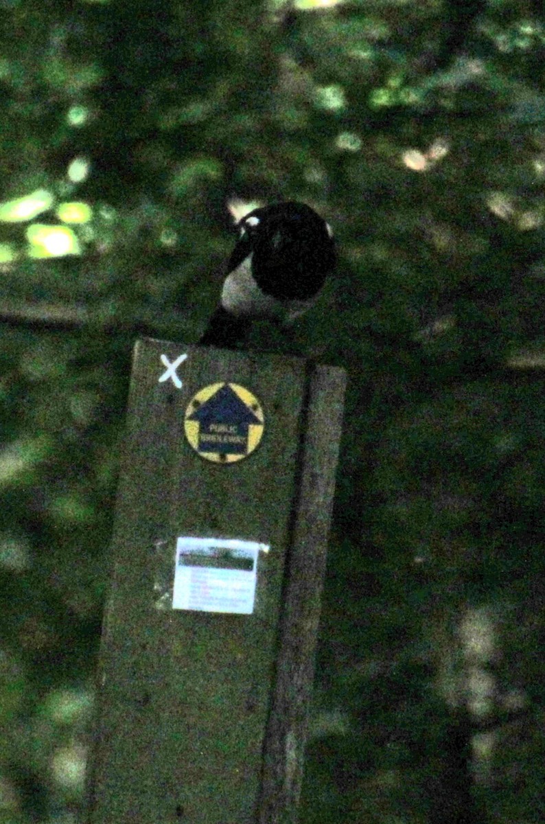 Eurasian Magpie (Eurasian) - ML620734564