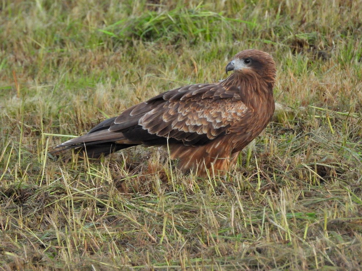 Black Kite - ML620734565