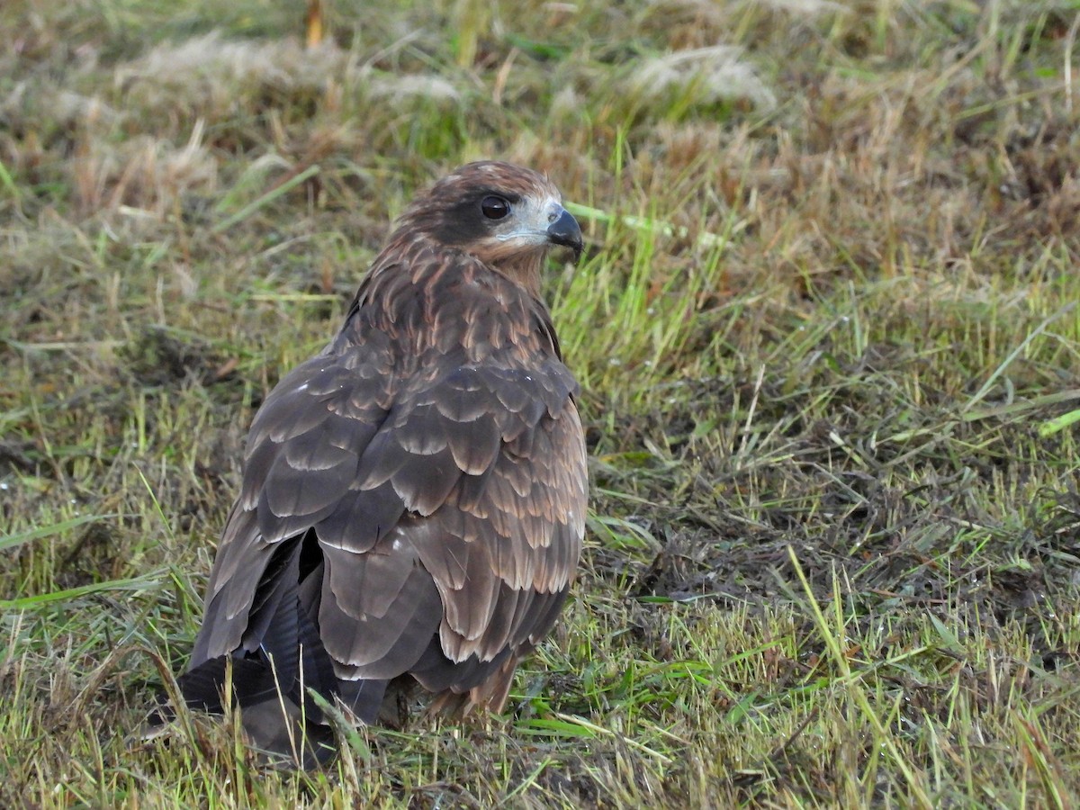 Black Kite - ML620734566