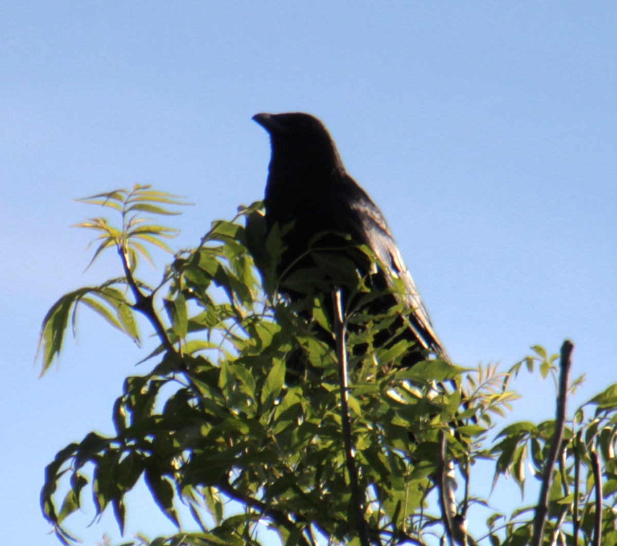 Carrion Crow (Western) - ML620734568