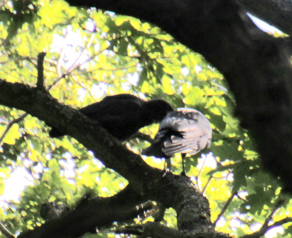 Carrion Crow (Western) - ML620734569